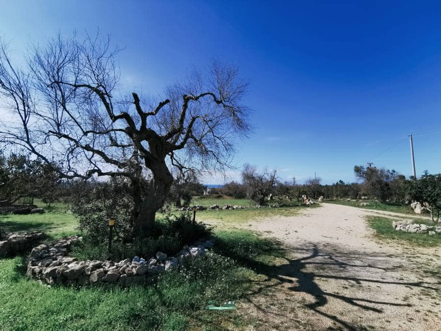 albero-ulivo-xylella-Salve-Salento-Puglia-TripOrTrek