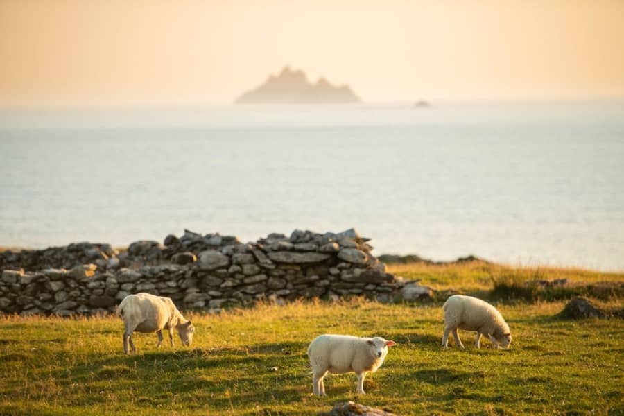 Irlanda-pecore-The-Skellig-Islands-TripOrTrek