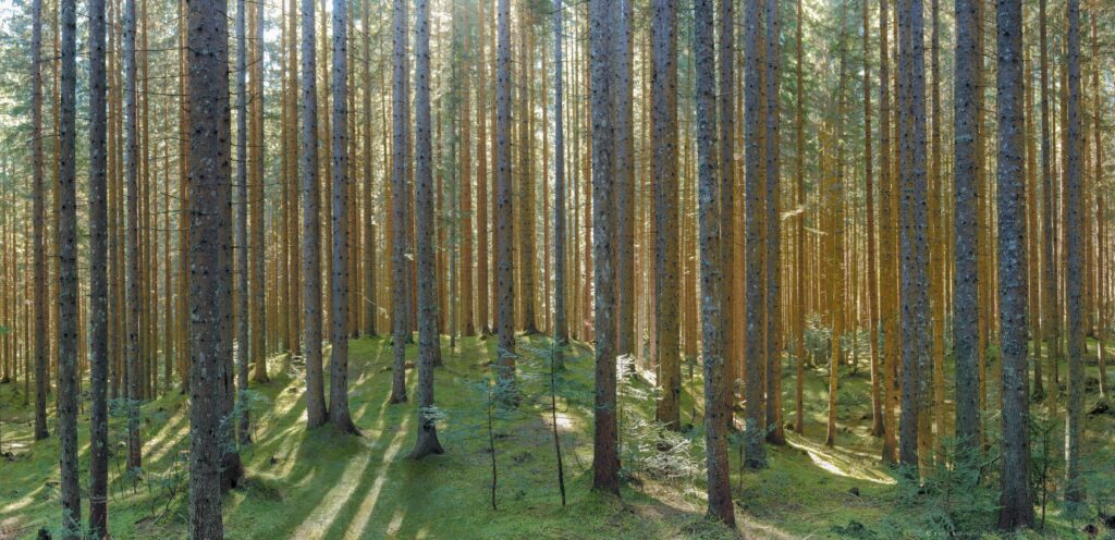 Tre Cime Dolomiti-foresta somadida-nicola bombassei