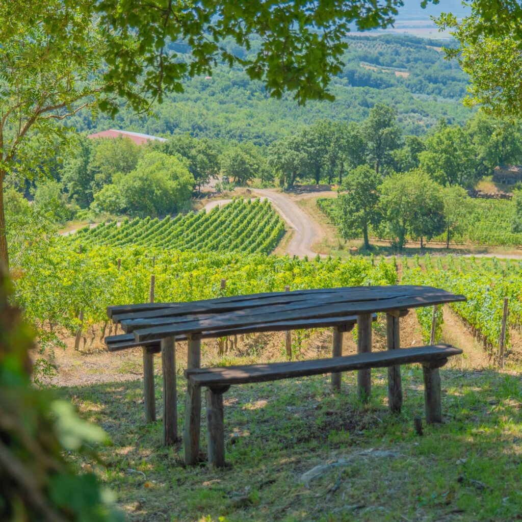 Ampeleia_LaSosta