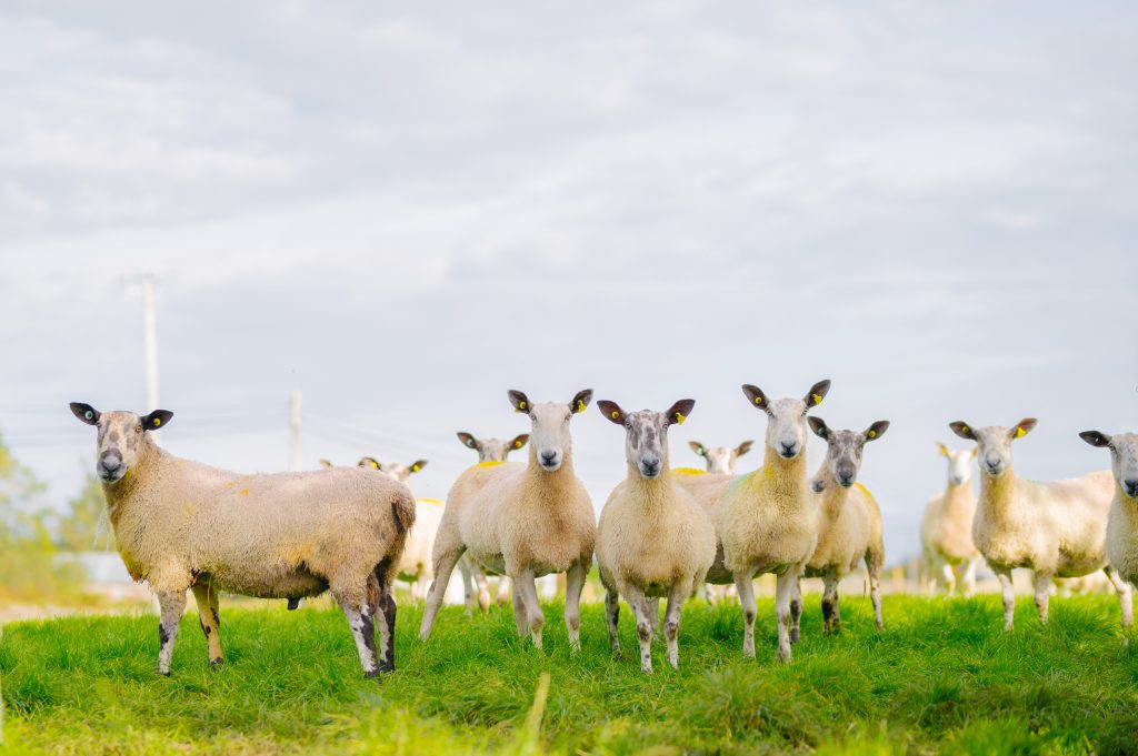 Vacanze benessere in Irlanda: 5 idee per rigenerarsi tra natura, relax e autenticità