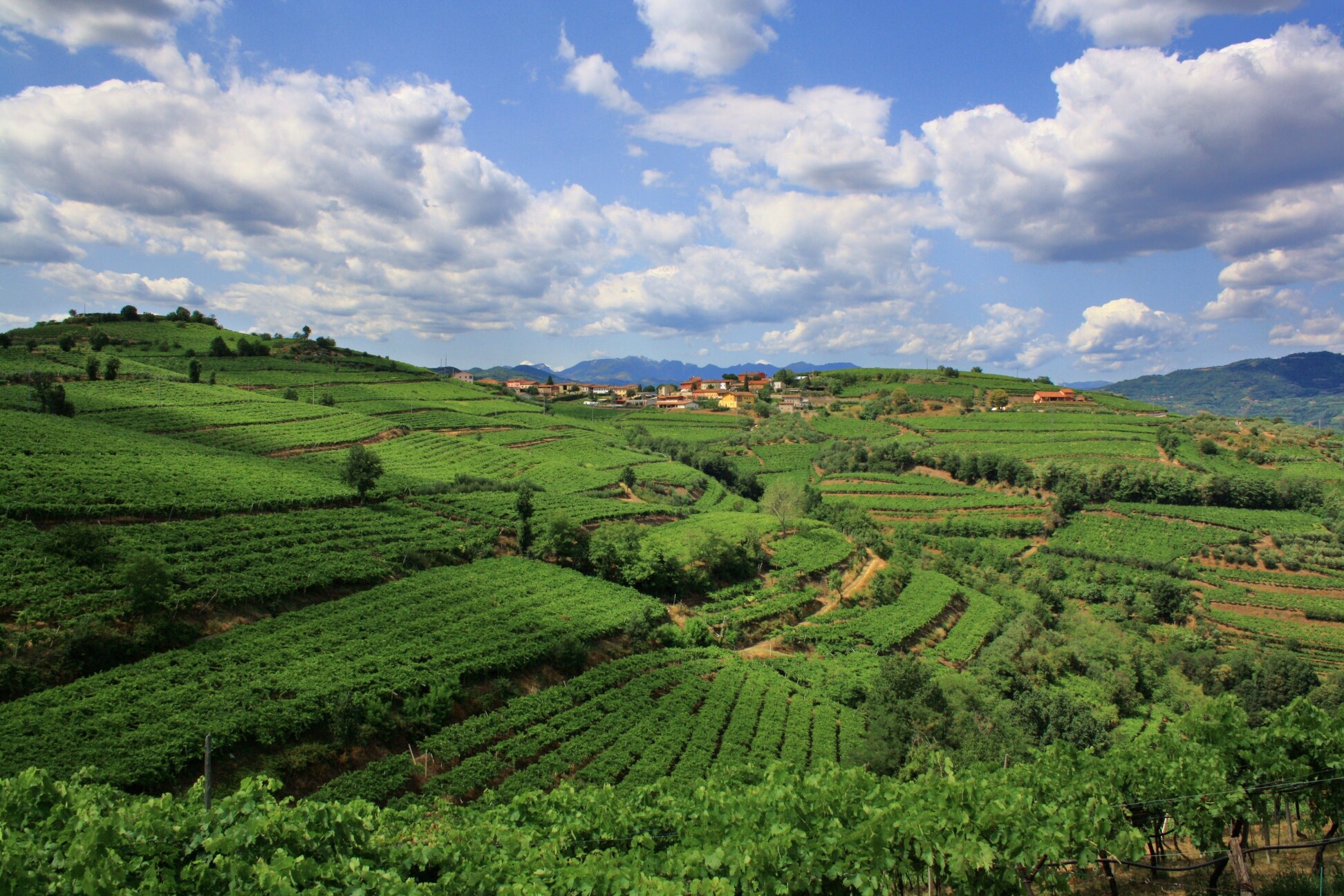 Suavia colline con vigneto Fittà